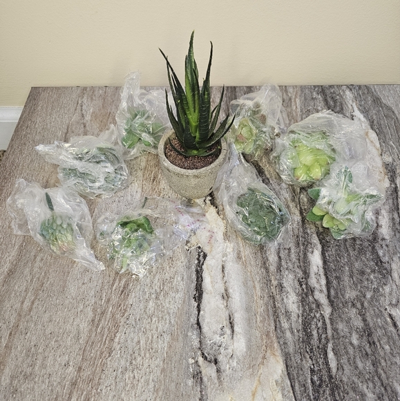 Fake Succulent Lot - Picture 3 of 6